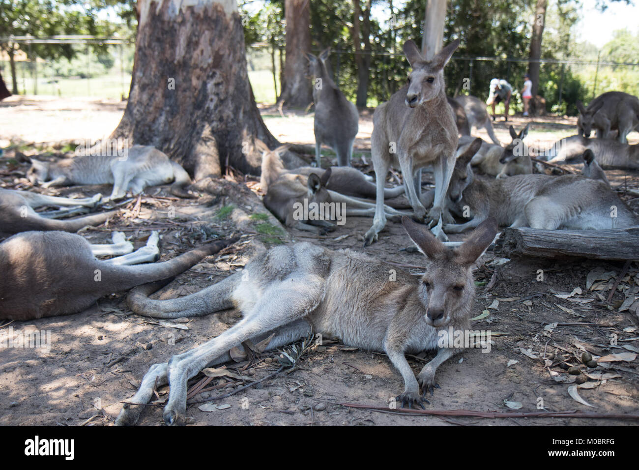 Canguri rifugiarsi a Brisbane il Santuario dei Koala Foto Stock