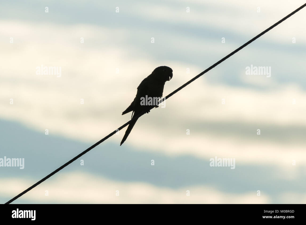 Silhouette di un pappagallo appollaiato su una linea elettrica di alimentazione Foto Stock