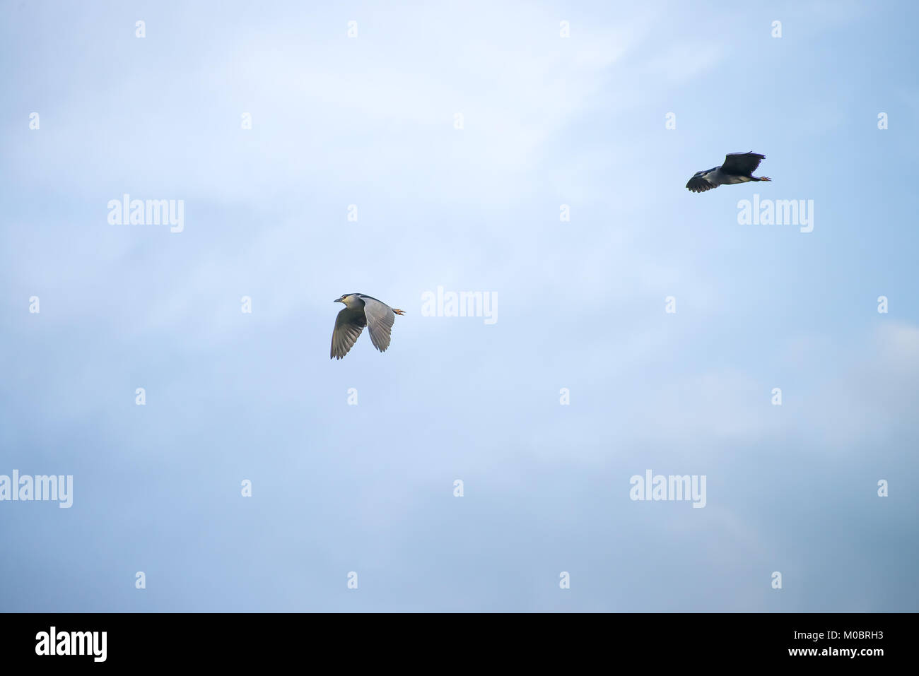 Incoronato nero uccello vola ad alta quota con cielo blu come sfondo Foto Stock