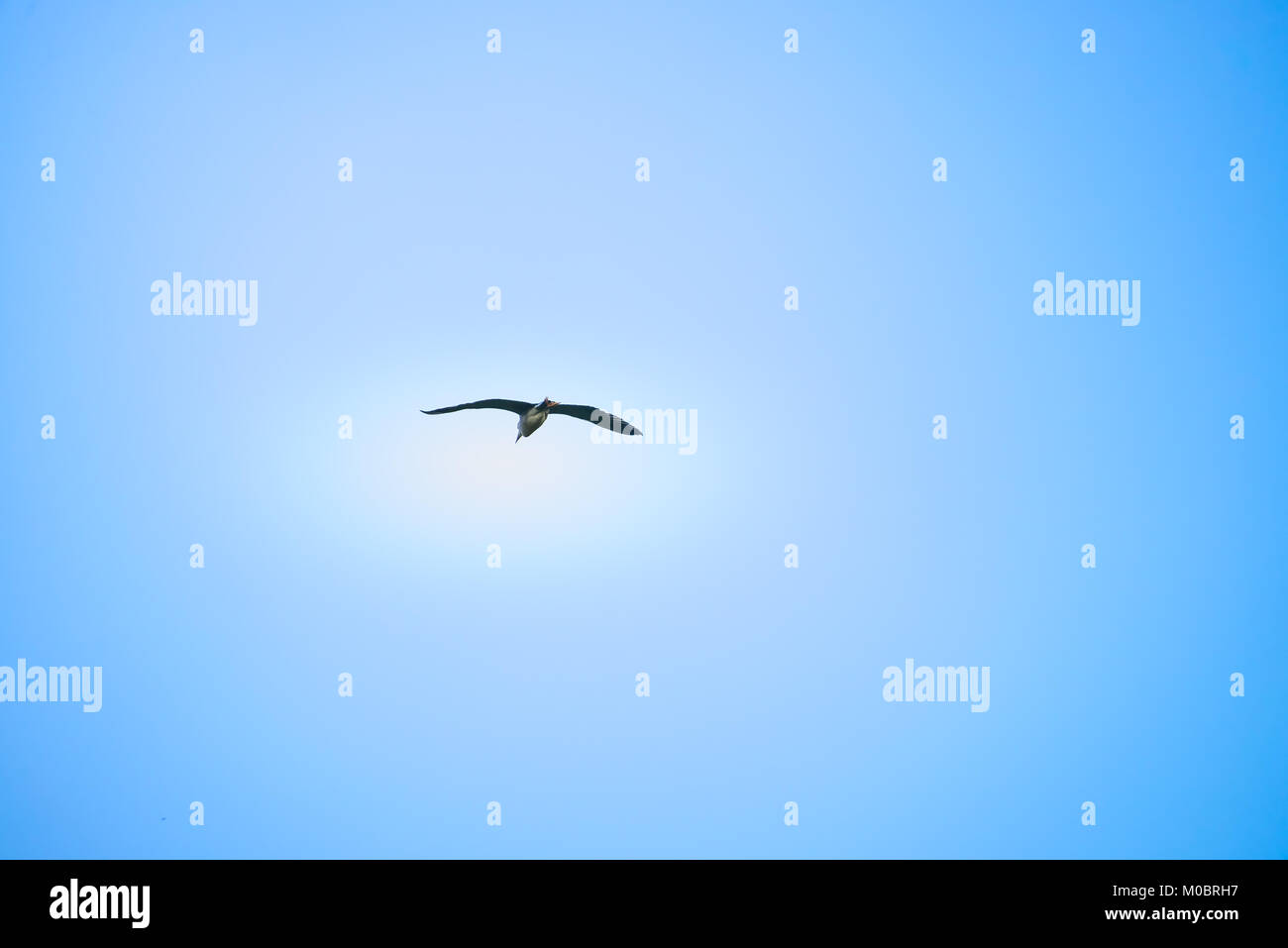 Incoronato nero uccello vola ad alta quota con cielo blu come sfondo Foto Stock