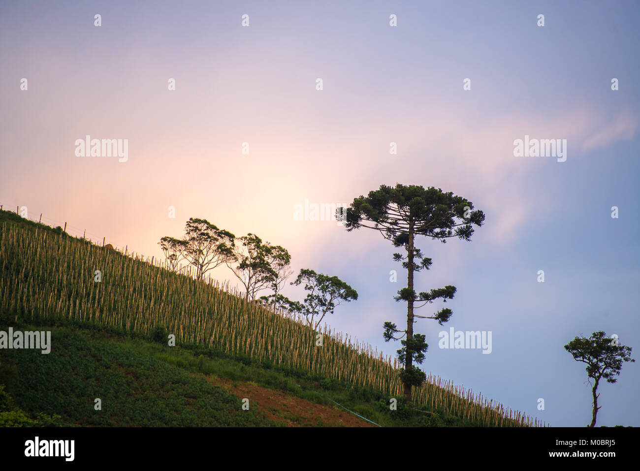 Paesaggio con albero di araucaria come sfondo al tramonto Foto Stock