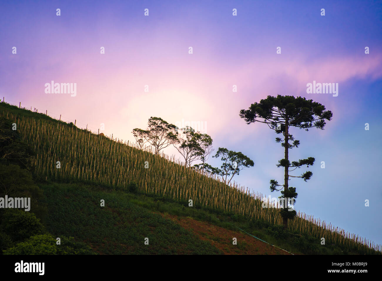 Paesaggio con albero di araucaria come sfondo al tramonto Foto Stock