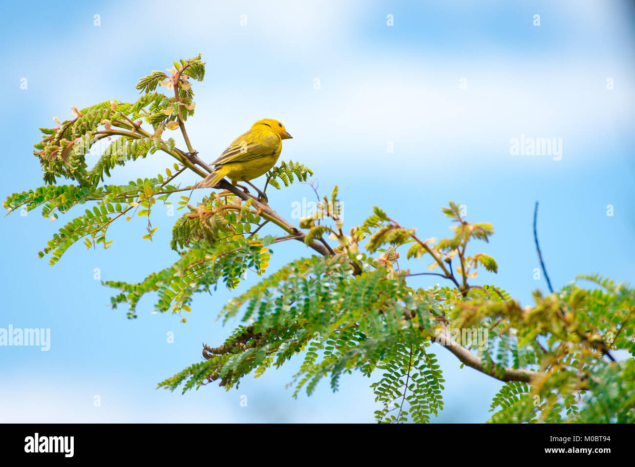 Close up wild canary passerine bird arroccato su albero in natura Foto Stock