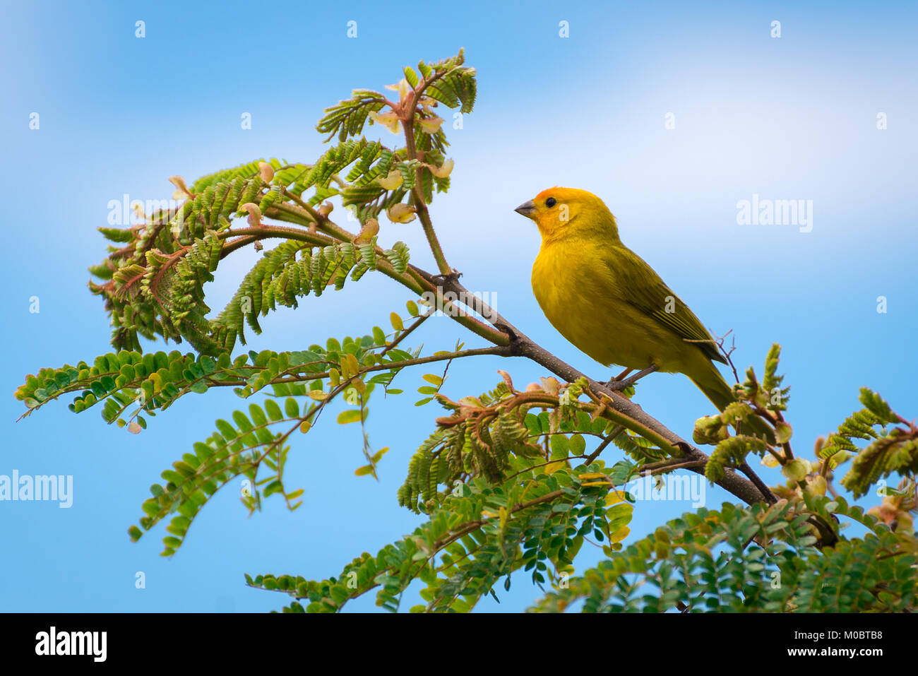 Close up wild canary passerine bird arroccato su albero in natura Foto Stock