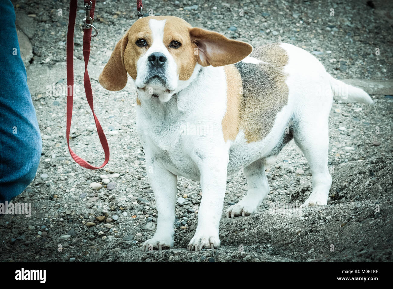 Cane sulla spiaggia a Runswick Bay, Yorkshire, Regno Unito. Famiglia pet, wire-haired terrier, felice. Foto Stock