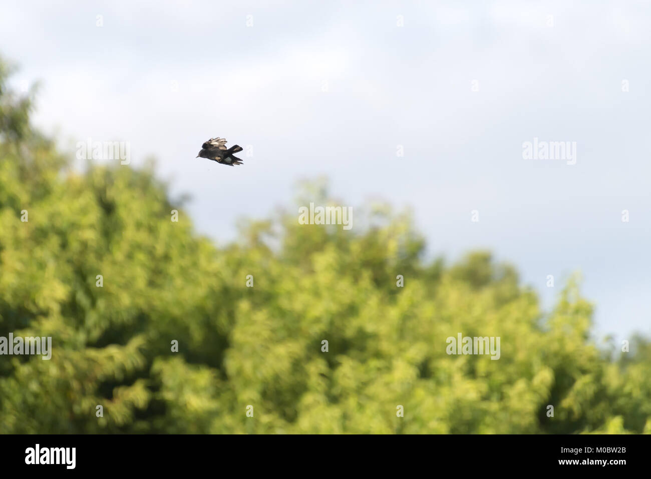 Crested tiranno nero uccello in volo con lo sfondo del cielo Foto Stock