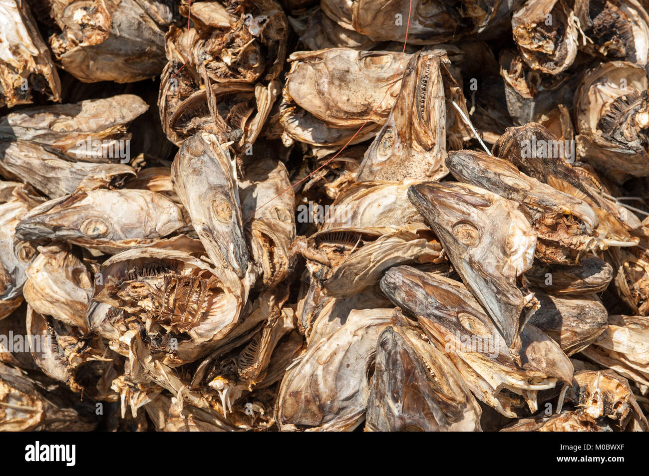 Lo stoccafisso teste di pesce in attesa di essere esportate da Lofoten in Norvegia settentrionale per Italia e servita come testa di pesce minestra sulla cena italiana tabelle. Foto Stock