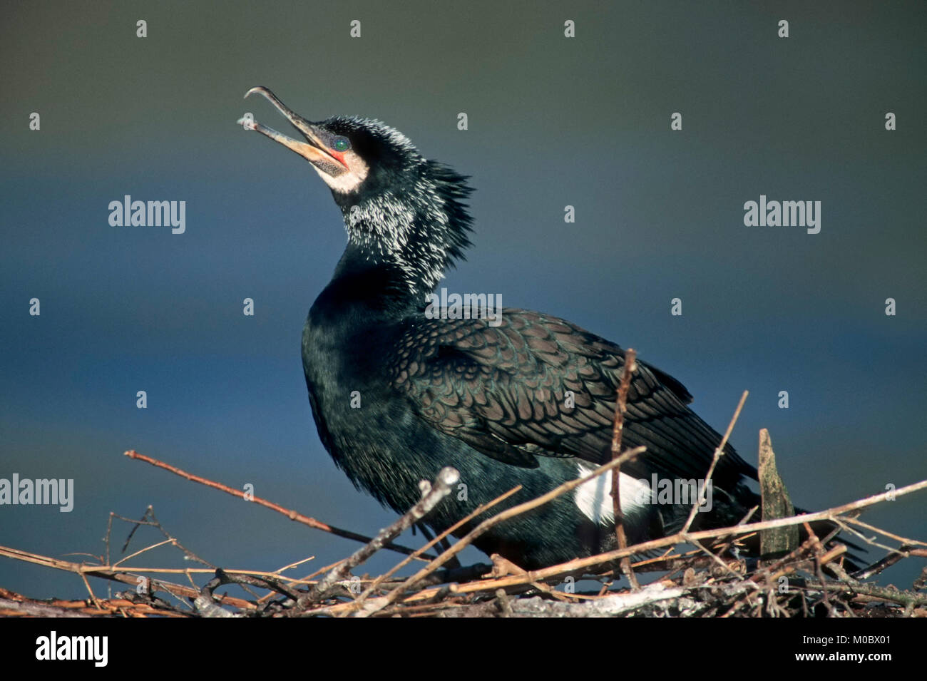 Cormorano Phalacrocorax carbo sinensis su nido, Germania / (Phalacrocorax carbo) | Kormoran auf dem nido, Deutschland / (Phalacrocorax carbo) Foto Stock