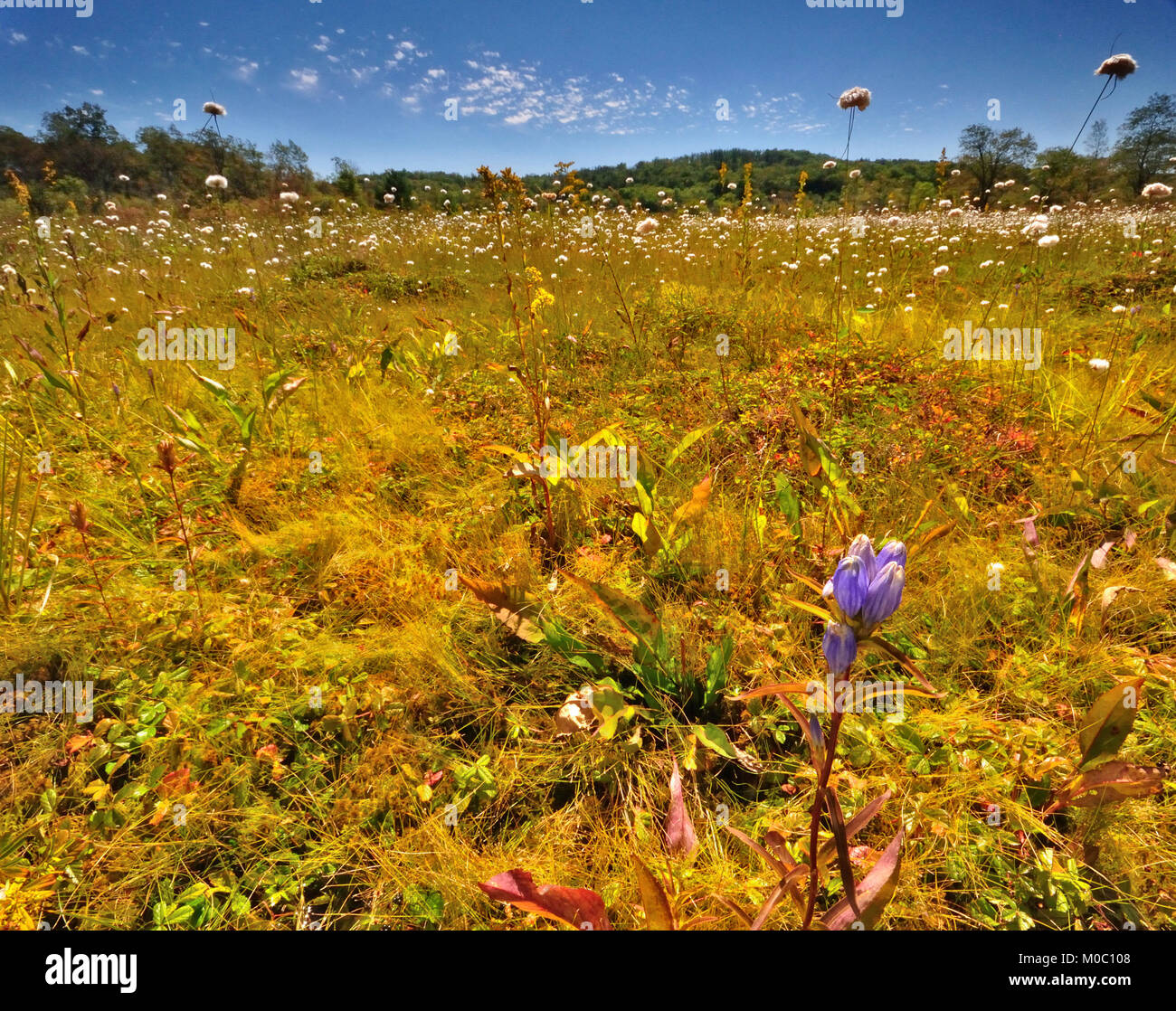 Autunno del prato di erba di cotone contro un cielo blu Foto Stock