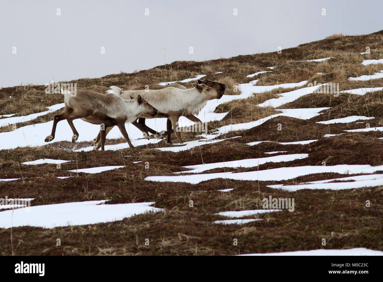Gruppo di renne che corre lungo la poca neve-coperta tundra a molla Foto Stock