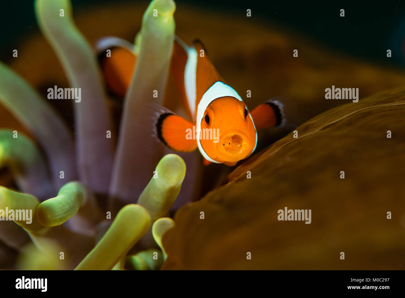 Un falso clownfish Amphiprion Ocellaris, Nemo, con una linguetta-mangiando un parassita in bocca. In bocca può vedere ci sono due occhi del parassita. Foto Stock