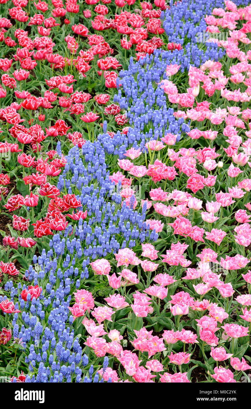 Il Keukenhof Lisse, Niederlande Foto Stock