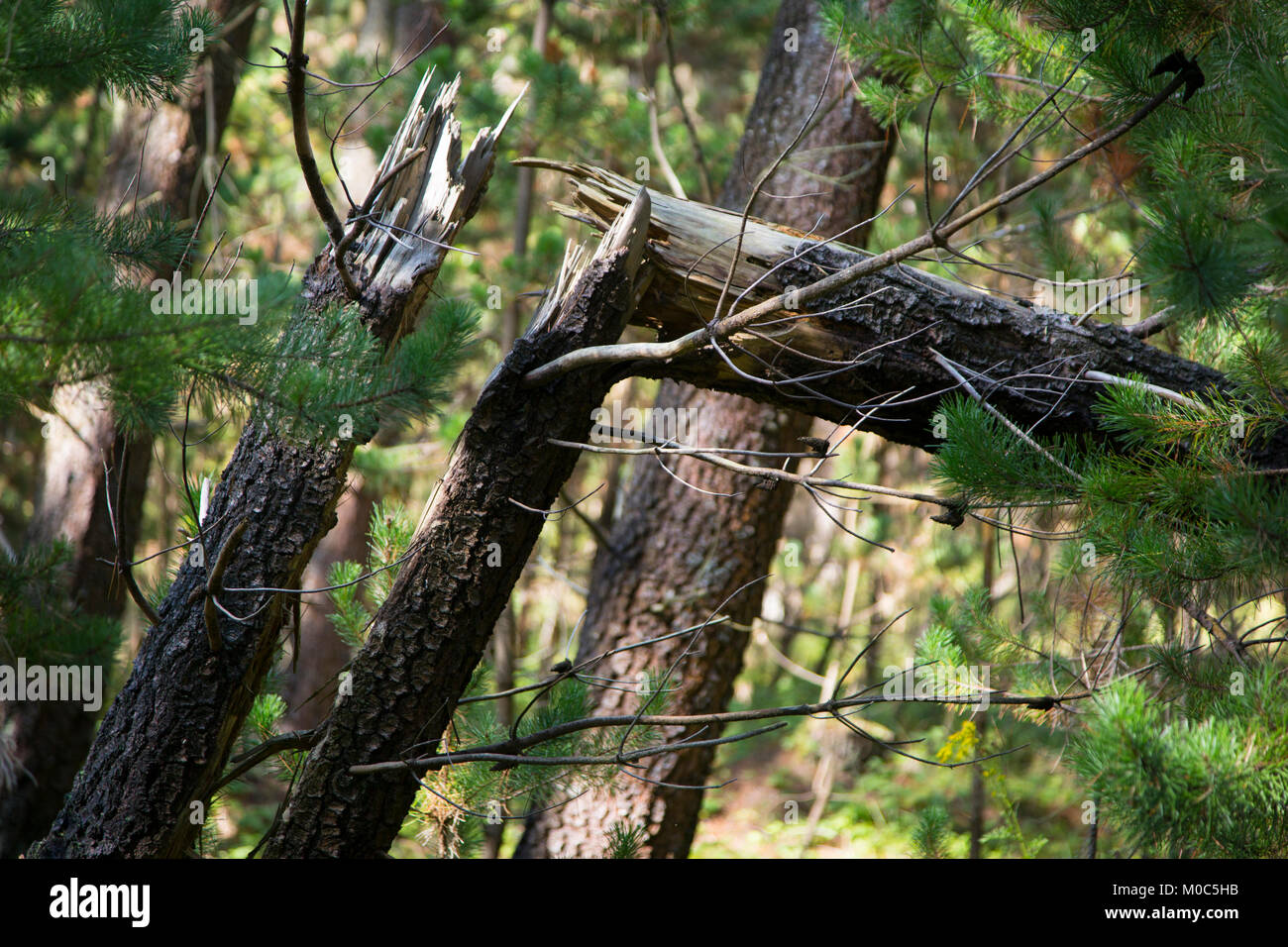 Split tronco di albero in un forrest Foto Stock