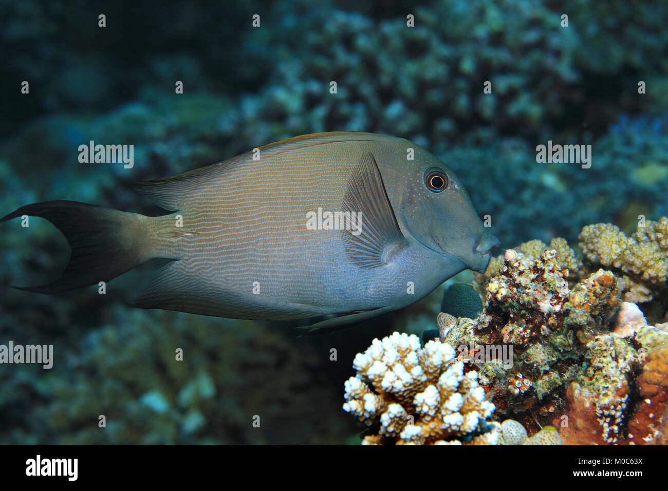 Surgeonfish striato (Ctenochaetus striatus) sott'acqua in acque tropicali dell'Oceano indiano Foto Stock