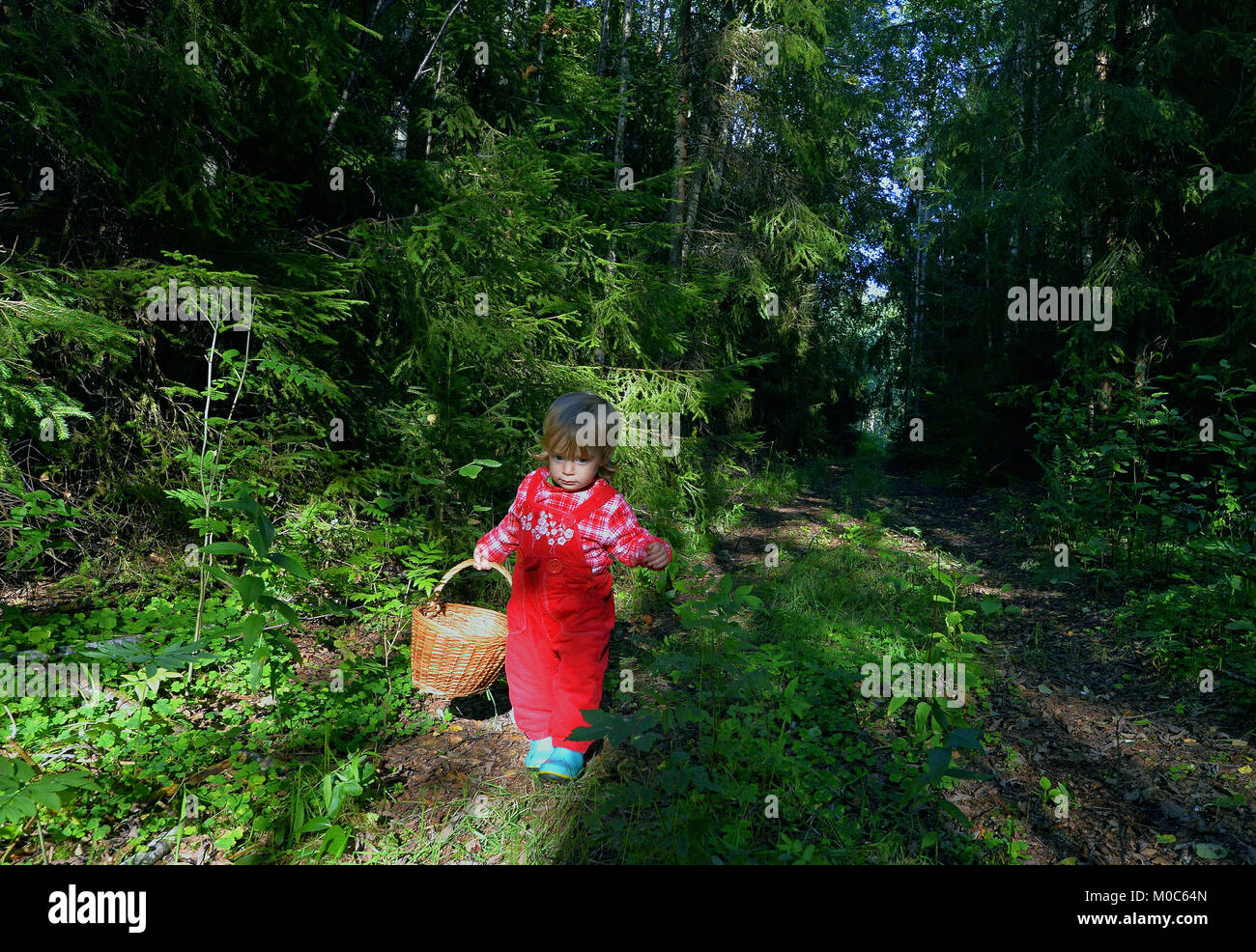 Carino bambina la raccolta di funghi in estate foresta, bambini estate le attività all'aperto Foto Stock