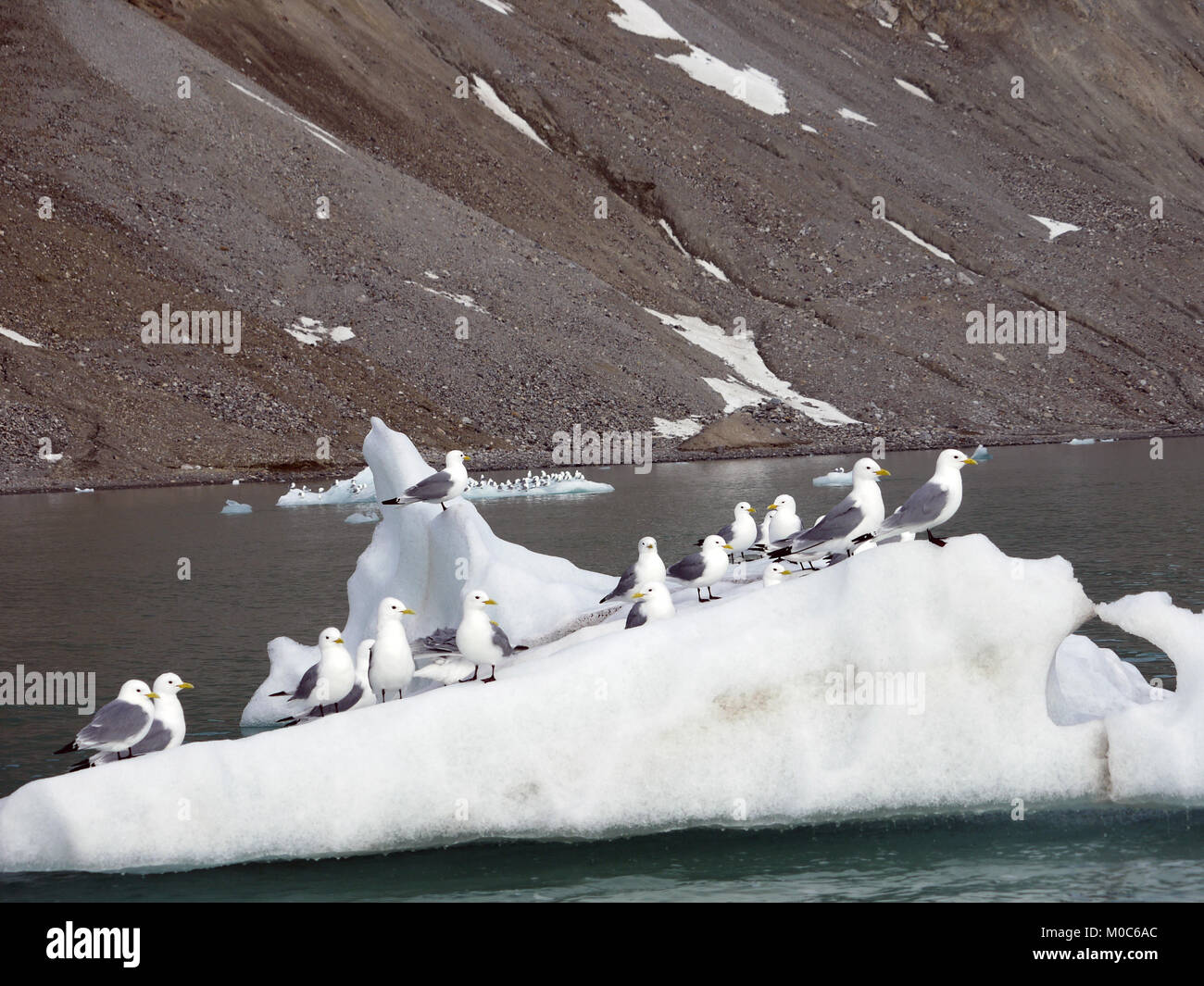 Zampe nere Kittiwakes al XIV Luglio ghiacciaio nel Nord Spitsbergen, Norvegia Foto Stock