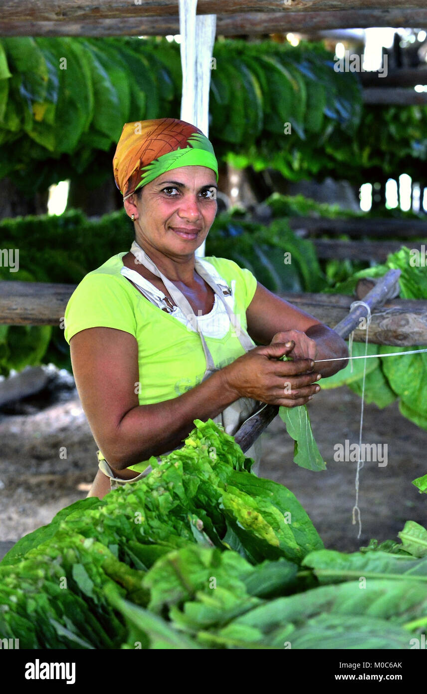 La donna di toccare le foglie di tabacco per la produzione dei sigari cubani Foto Stock