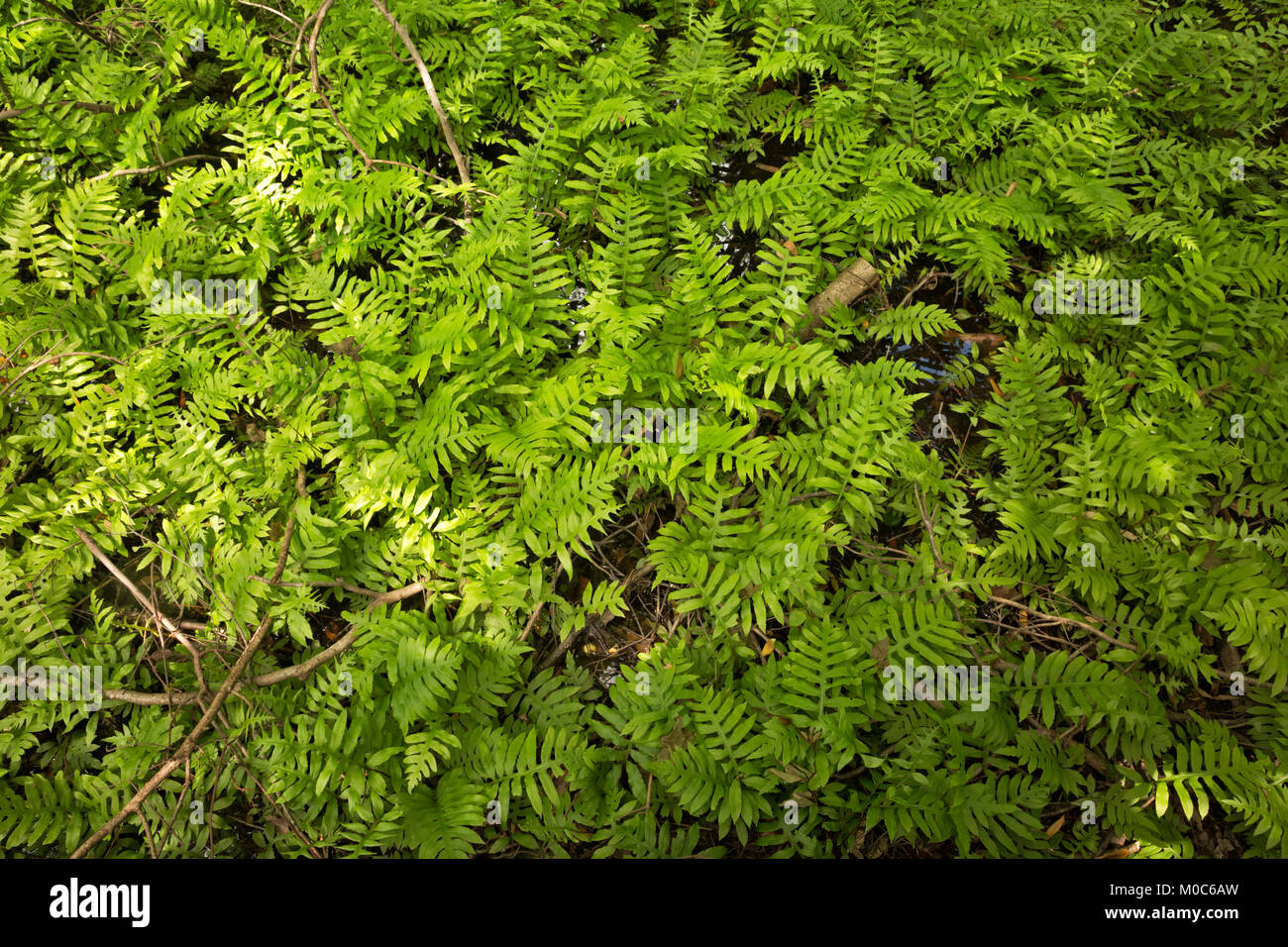 NC01374-00...North Carolina - piante che crescono nella palude salata lungo il Boardwalk trail capi di Currituck suono nella città di Corrola sull'OBX Foto Stock