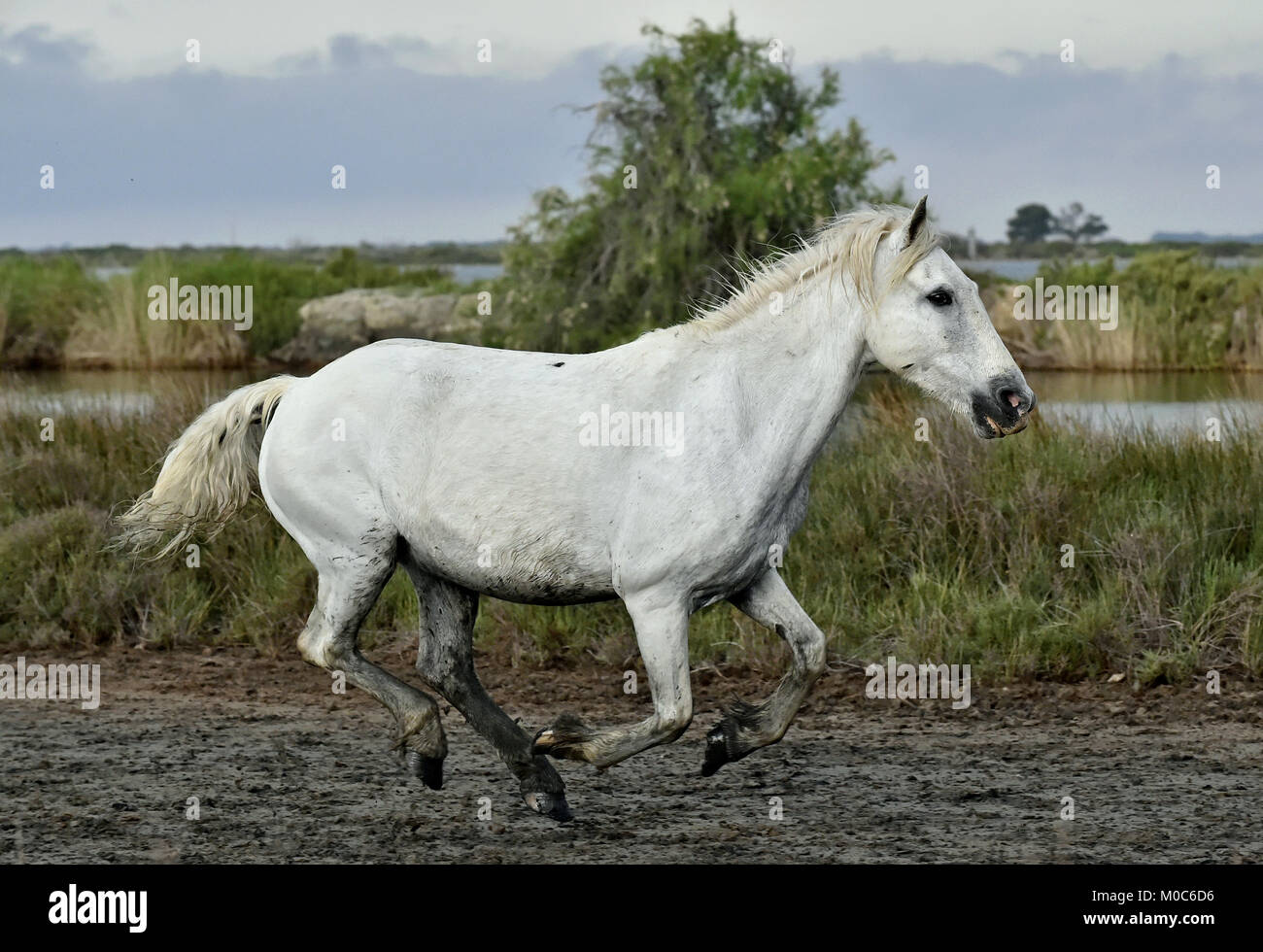Ritratto di esecuzione di Camargue bianco cavallo in Parc Regional de Camargue Foto Stock