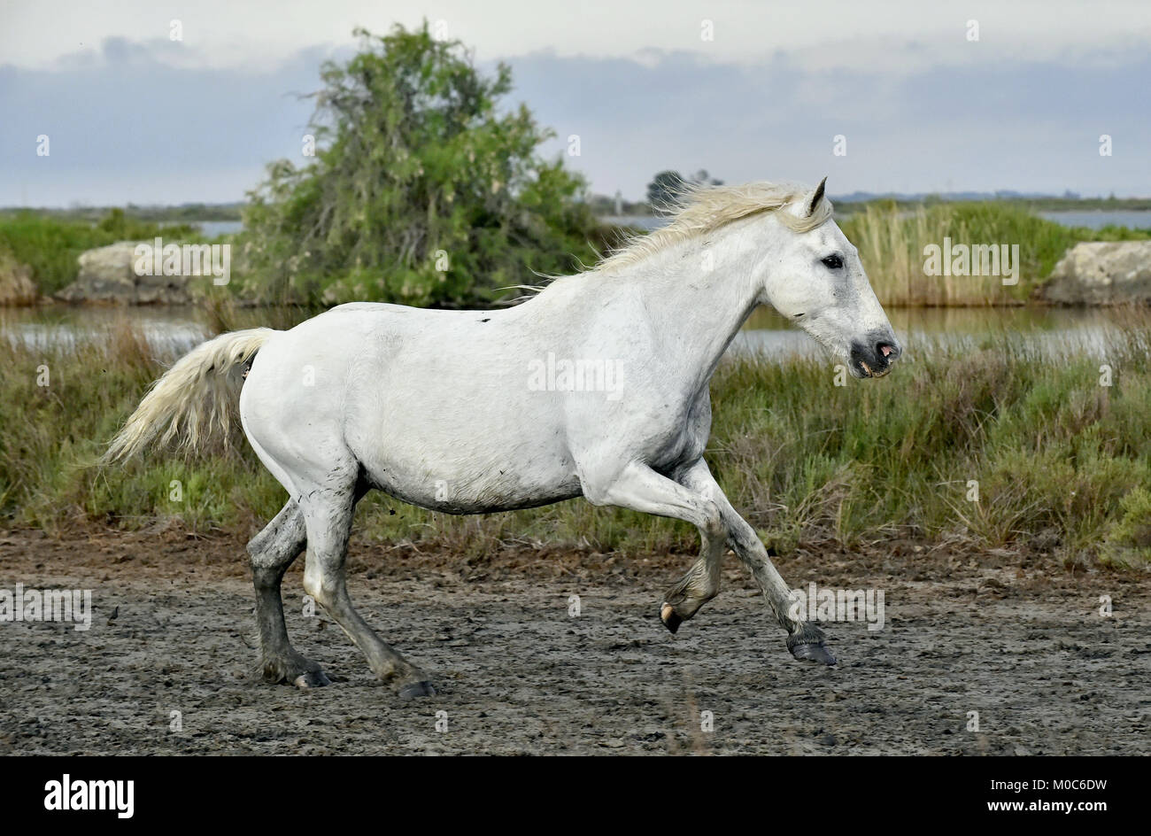 Ritratto di esecuzione di Camargue bianco cavallo in Parc Regional de Camargue Foto Stock