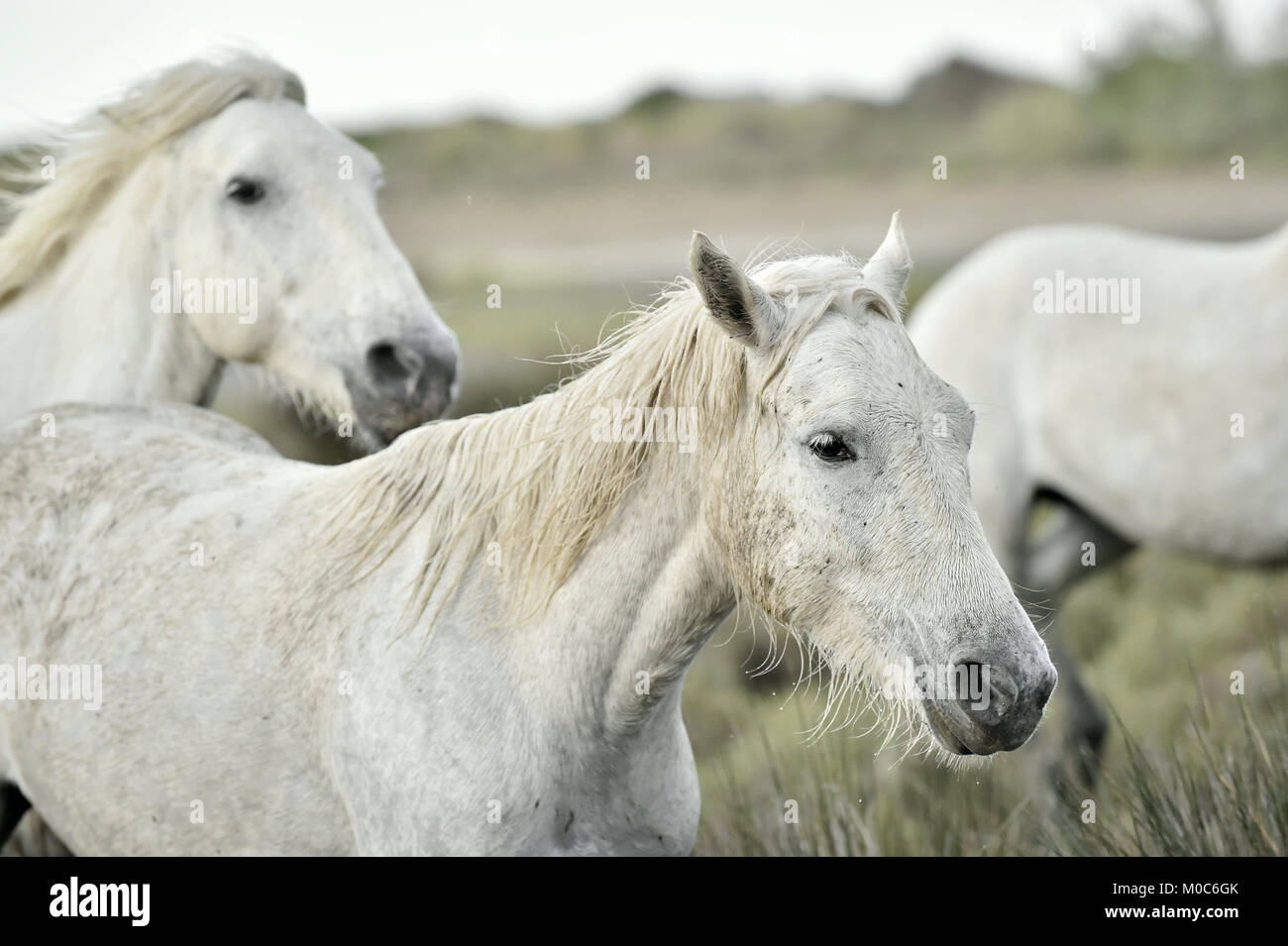 Ritratto del bianco Cavalli Camargue in Parc Regional de Camargue - Provenza, Francia Foto Stock