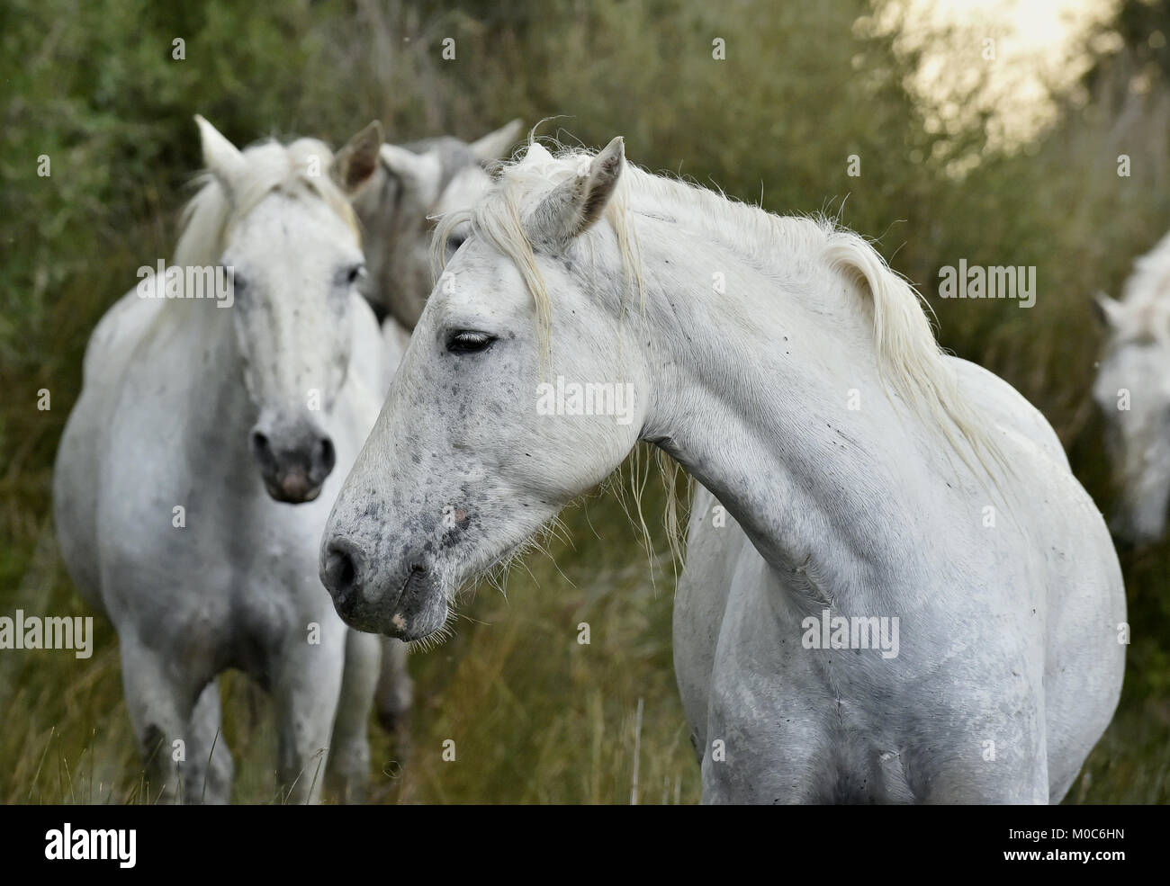 Ritratto del bianco Cavalli Camargue in Parc Regional de Camargue - Provenza, Francia Foto Stock