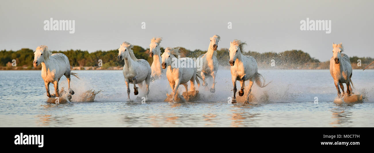 Allevamento di bianco cavalli Camargue eseguito su acqua di mare. La Francia. Foto Stock