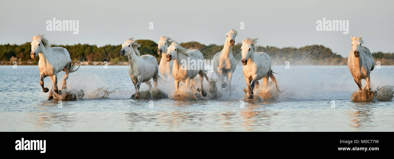 Allevamento di bianco cavalli Camargue eseguito su acqua di mare. La Francia. Foto Stock