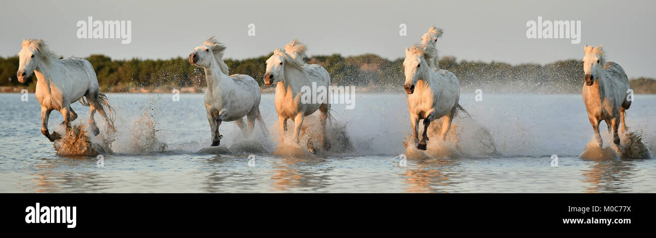 Allevamento di bianco cavalli Camargue eseguito su acqua di mare. La Francia. Foto Stock