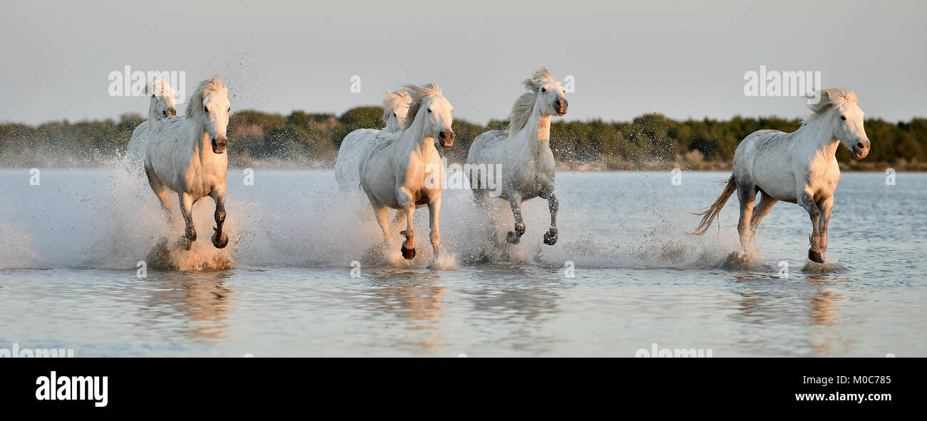 Allevamento di bianco cavalli Camargue eseguito su acqua di mare. La Francia. Foto Stock