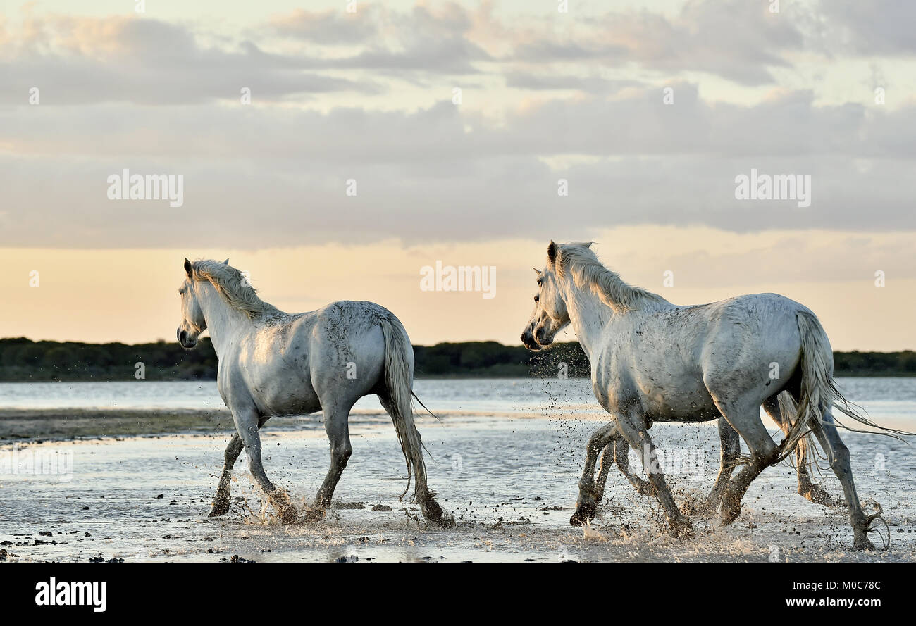 Allevamento di bianco cavalli Camargue eseguito su acqua di mare. La Francia. Foto Stock