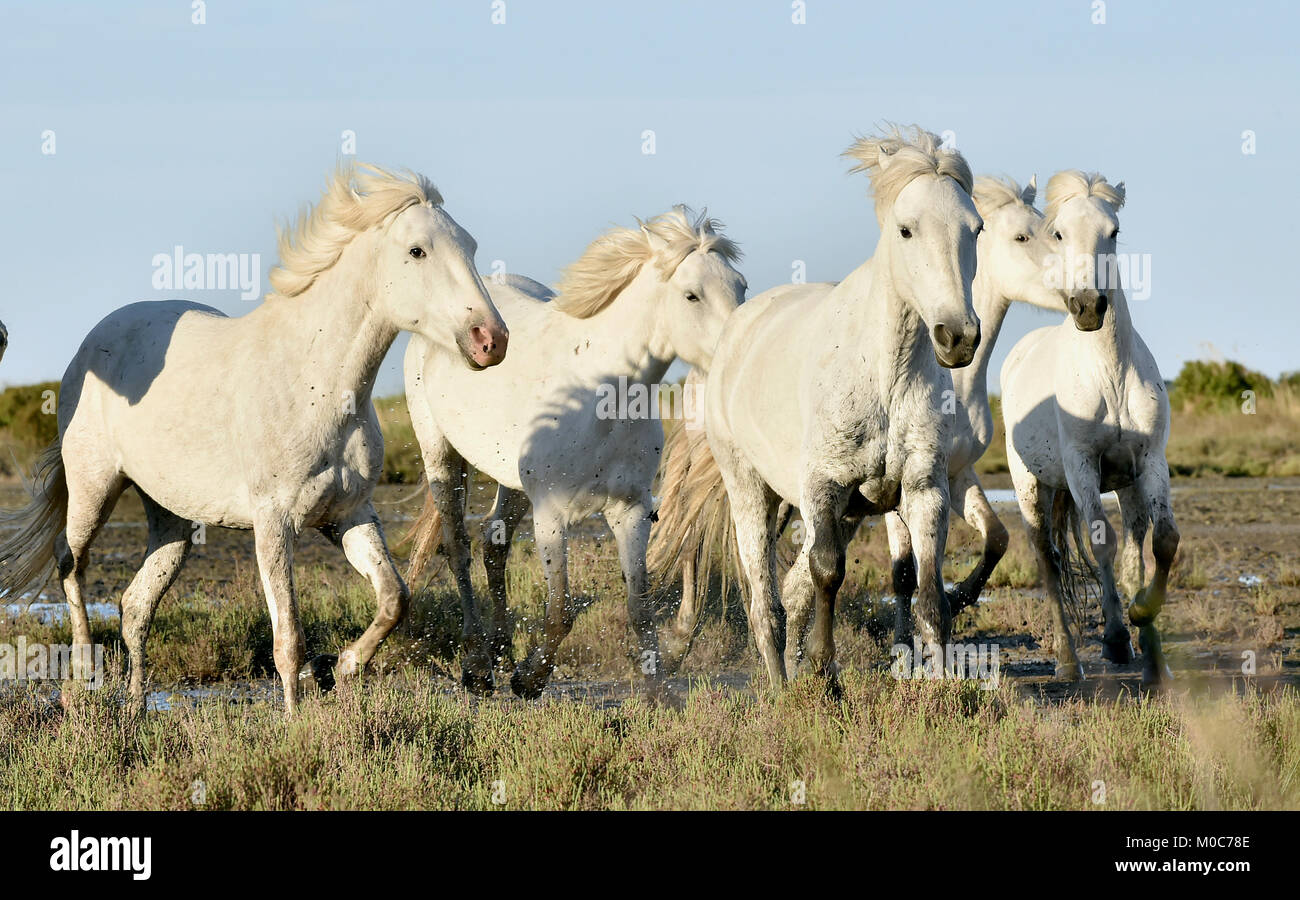 Allevamento di bianco cavalli Camargue eseguito su acqua di mare. La Francia. Foto Stock