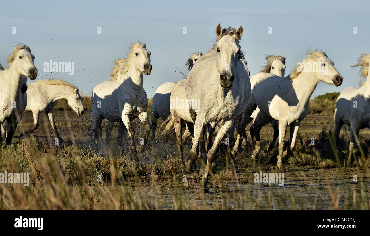Allevamento di bianco cavalli Camargue eseguito su acqua di mare. La Francia. Foto Stock