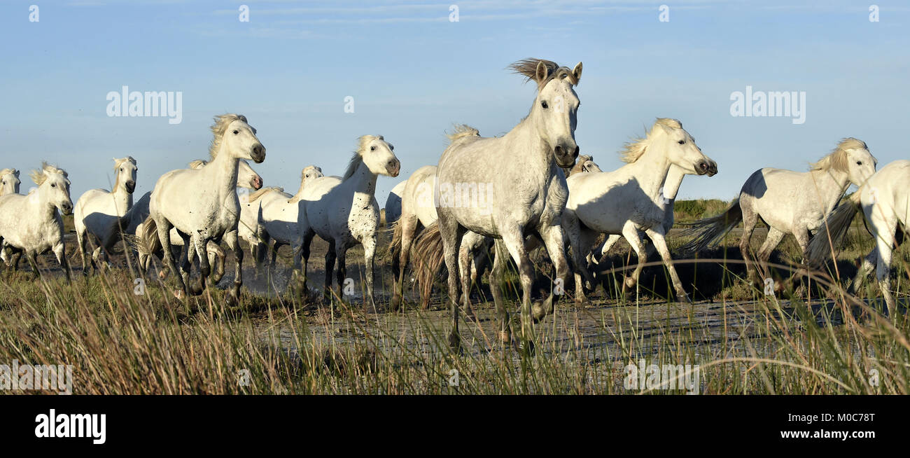 Allevamento di bianco cavalli Camargue eseguito su acqua di mare. La Francia. Foto Stock
