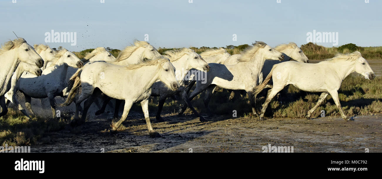 Allevamento di bianco cavalli Camargue eseguito su acqua di mare. La Francia. Foto Stock