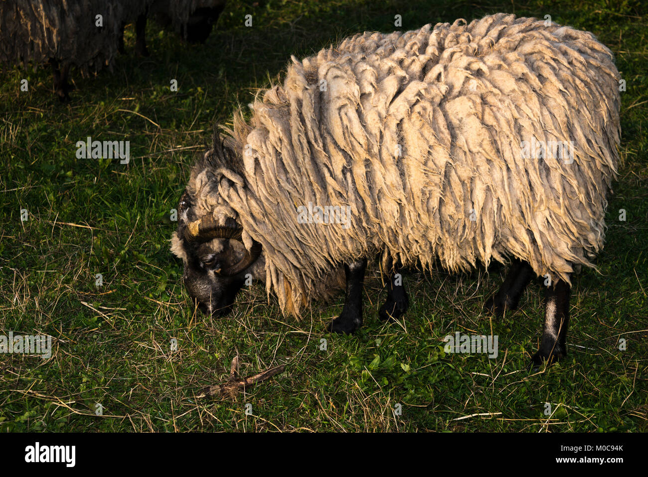 Camerun pecore (Ovis aries) il pascolo Foto Stock