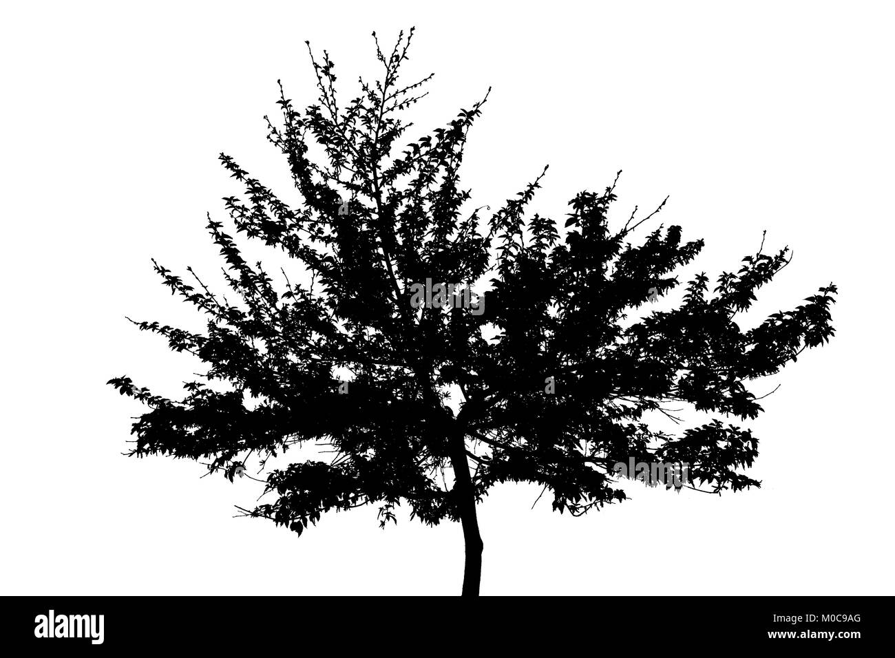 Albero in silhouette a molla contro uno sfondo bianco Foto Stock