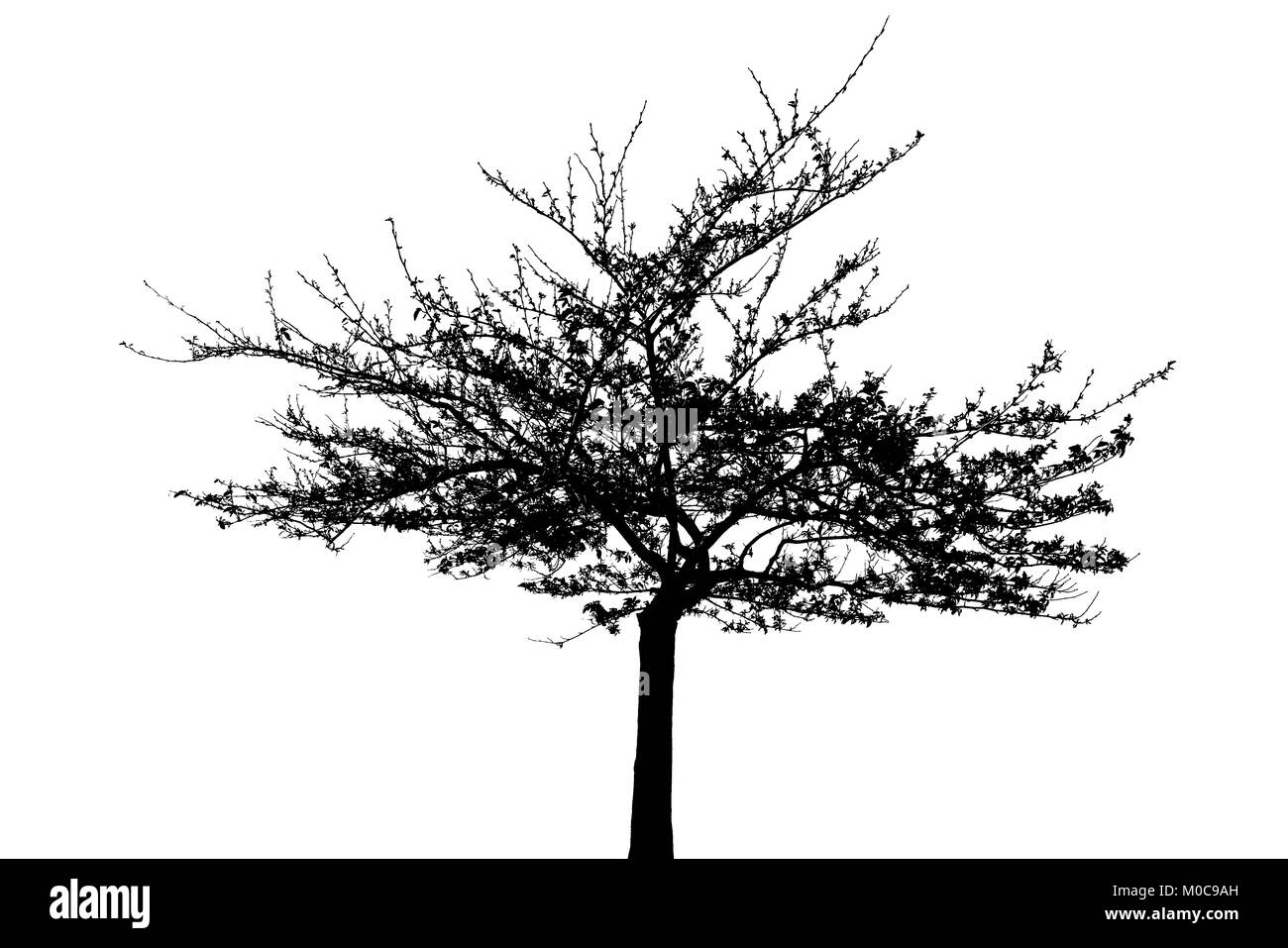Albero in silhouette a molla contro uno sfondo bianco Foto Stock