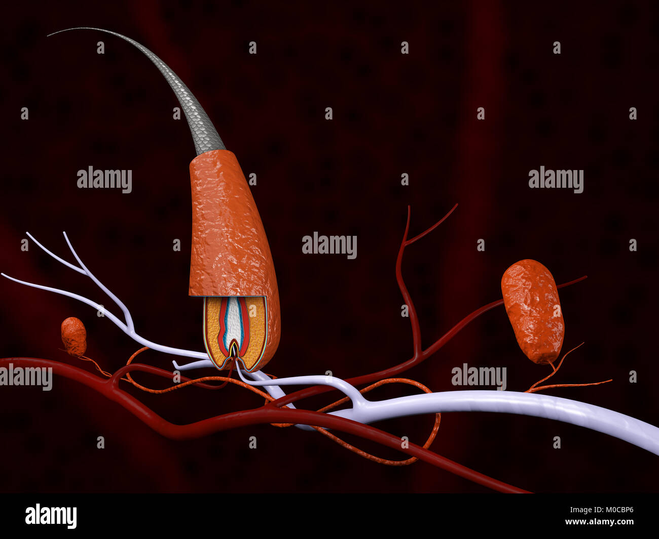 La struttura dei capelli, 3d'illustrazione . Foto Stock