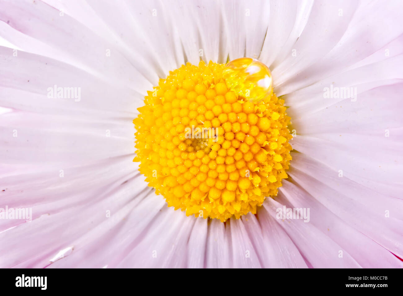 Fiore giardino Bellisit con la goccia di rugiada Foto Stock
