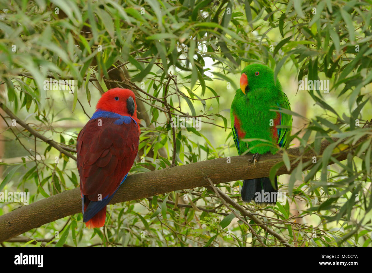 Eclectus Parrot, Eclectus roratus maschio a destra, femmina sinistra Foto Stock