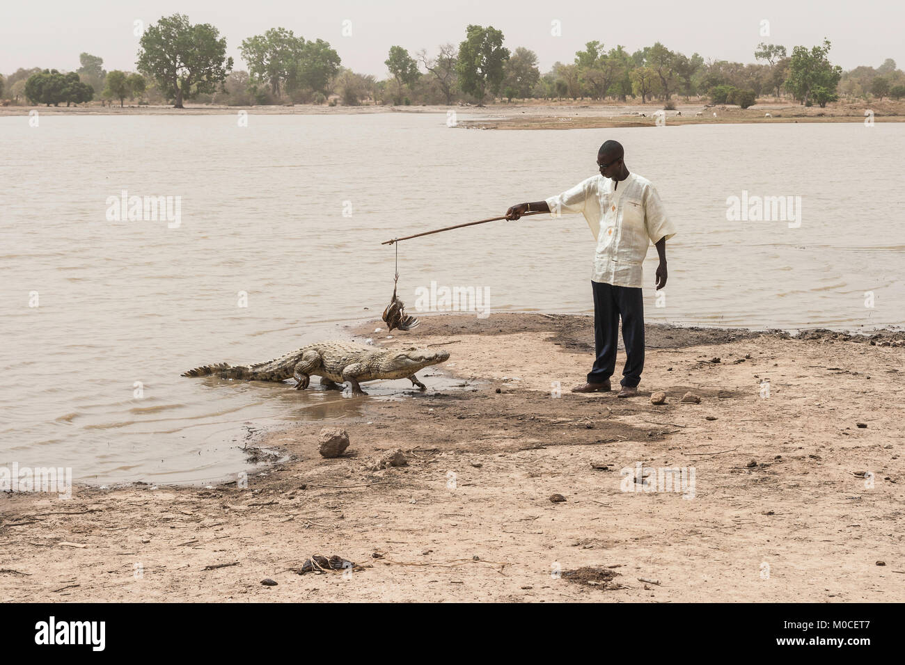 Un uomo di alimentazione di un coccodrillo africano (Crocodylus succhus) utilizzando un pollo come esca, Bazoulé, Burkina Faso. Foto Stock