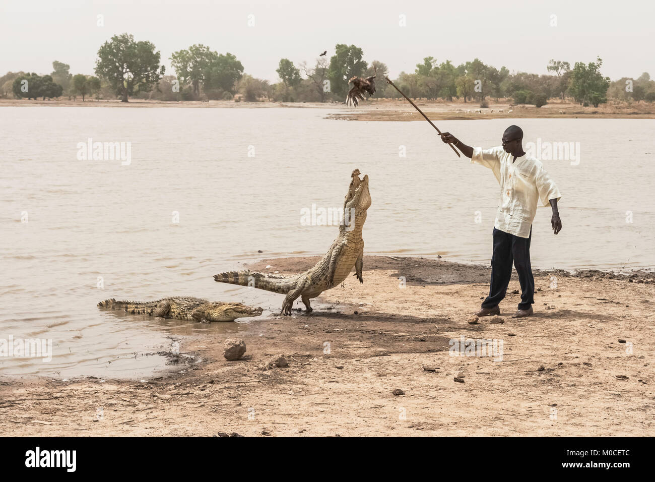 Un uomo di alimentazione di un coccodrillo africano (Crocodylus succhus) utilizzando un pollo come esca, Bazoulé, Burkina Faso. Foto Stock