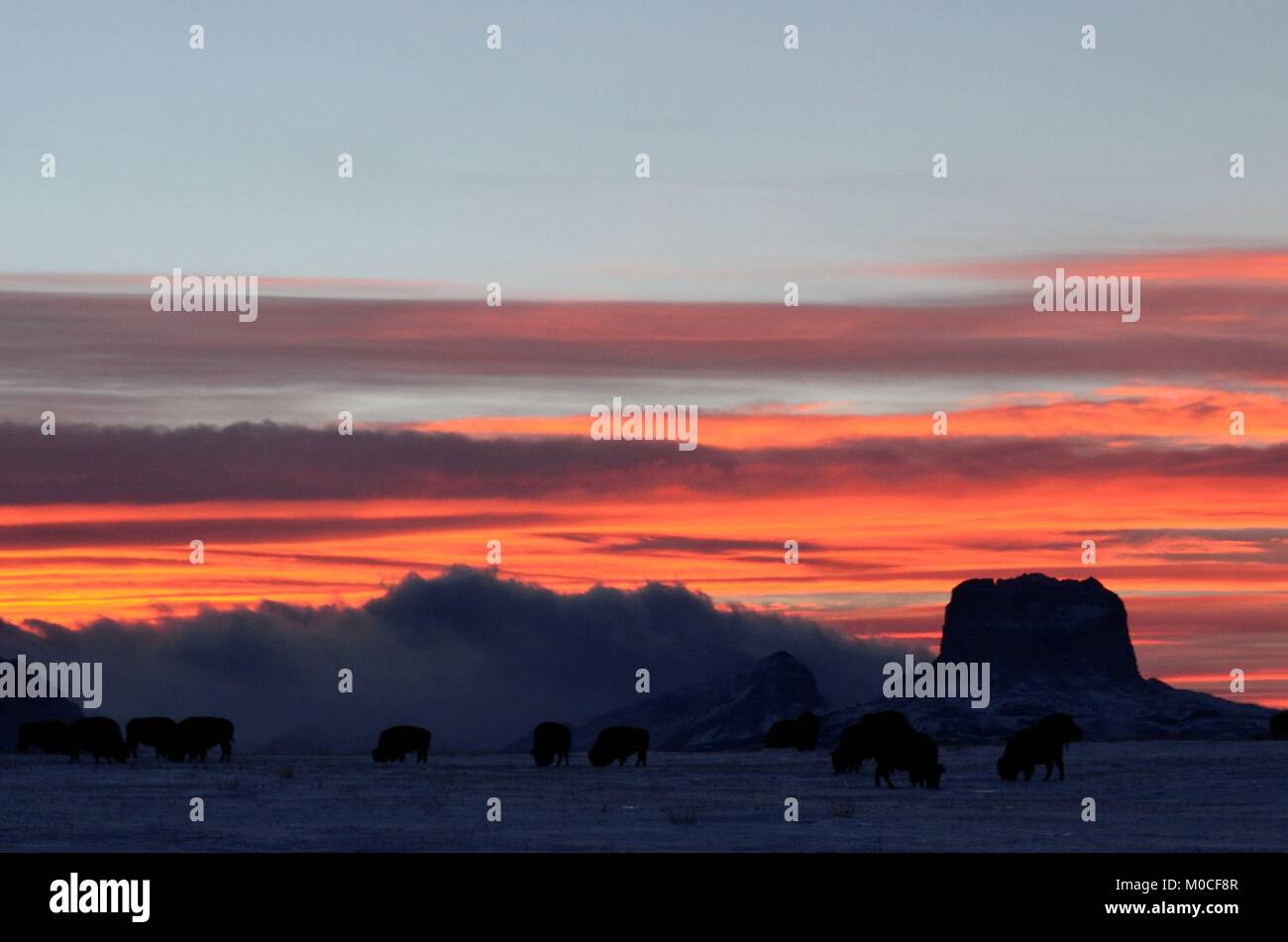 Una mandria di bufali pascolano in un campo con un incredibile tramonto guardando oltre il capo di montagna Foto Stock