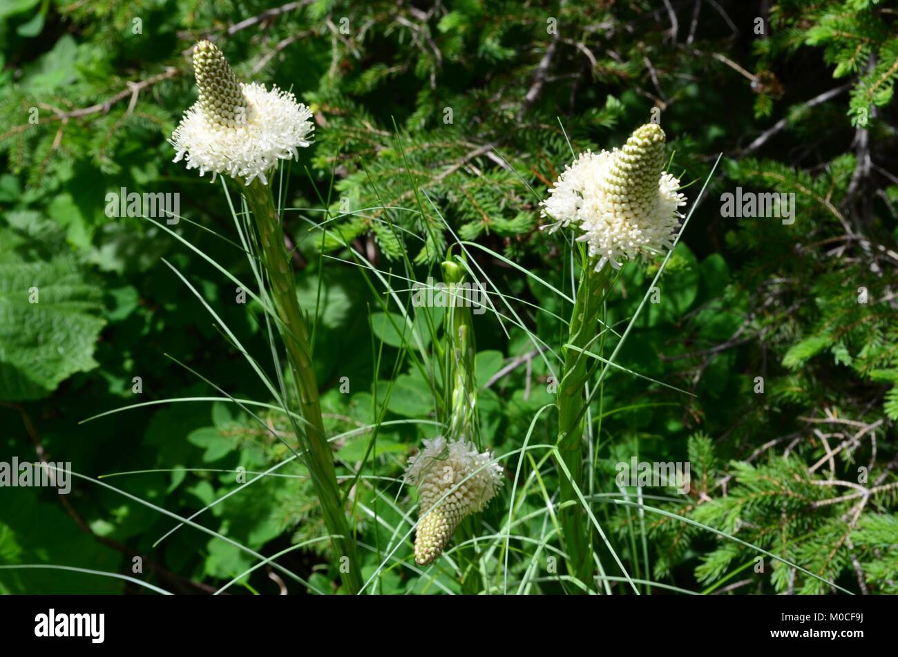 Bear erba o meglio conosciuta per i nativi americani come cestello indiano erba. Questi ad alta quota i fiori sbocciano in colonie ogni cinque a sette anni Foto Stock