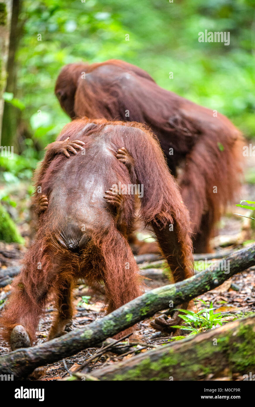Bornean orangutan nella natura selvaggia. Central Bornean orangutan ( Pongo pygmaeus wurmbii ) in habitat naturali. La foresta pluviale tropicale del Borneo.Indonesia Foto Stock