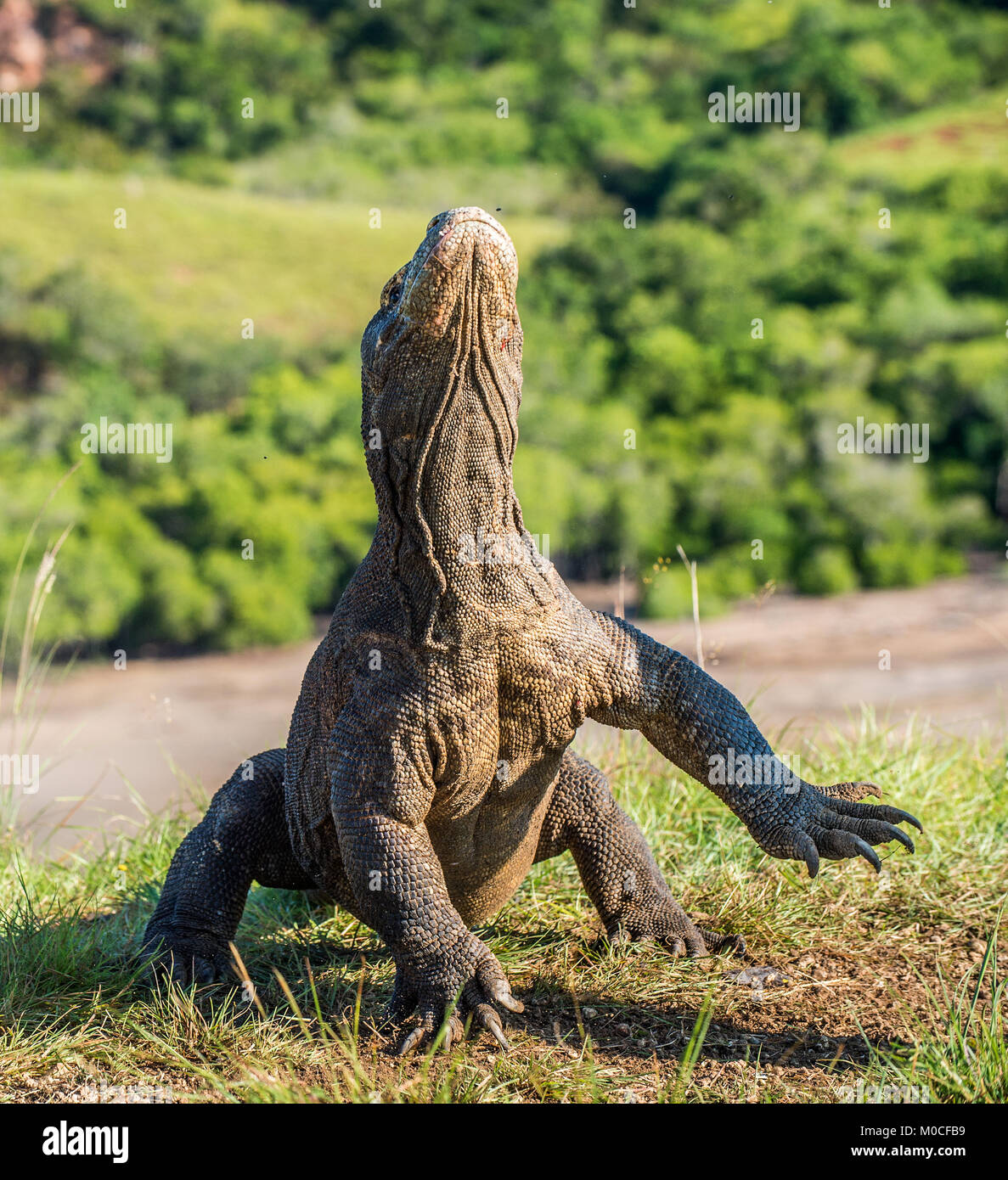 Il drago di Komodo Varanus komodoensis sollevata la testa con la bocca aperta. È la più grande lucertola vivente nel mondo. Isola Rinca. Indonesia. Foto Stock