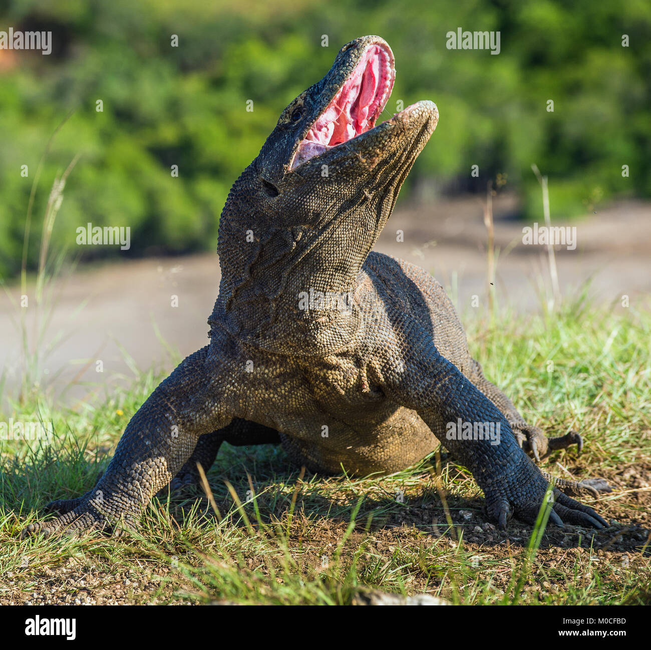 Il drago di Komodo Varanus komodoensis sollevata la testa con la bocca aperta. È la più grande lucertola vivente nel mondo. Isola Rinca. Indonesia. Foto Stock