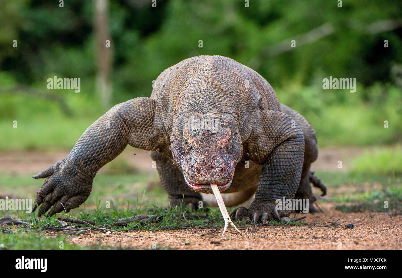 A piedi il drago di Komodo (Varanus komodoensis ) con la lingua di fuori, annusando aria. Più grande lucertola vivente nel mondo. Isola Rinca. Indonesia. Foto Stock