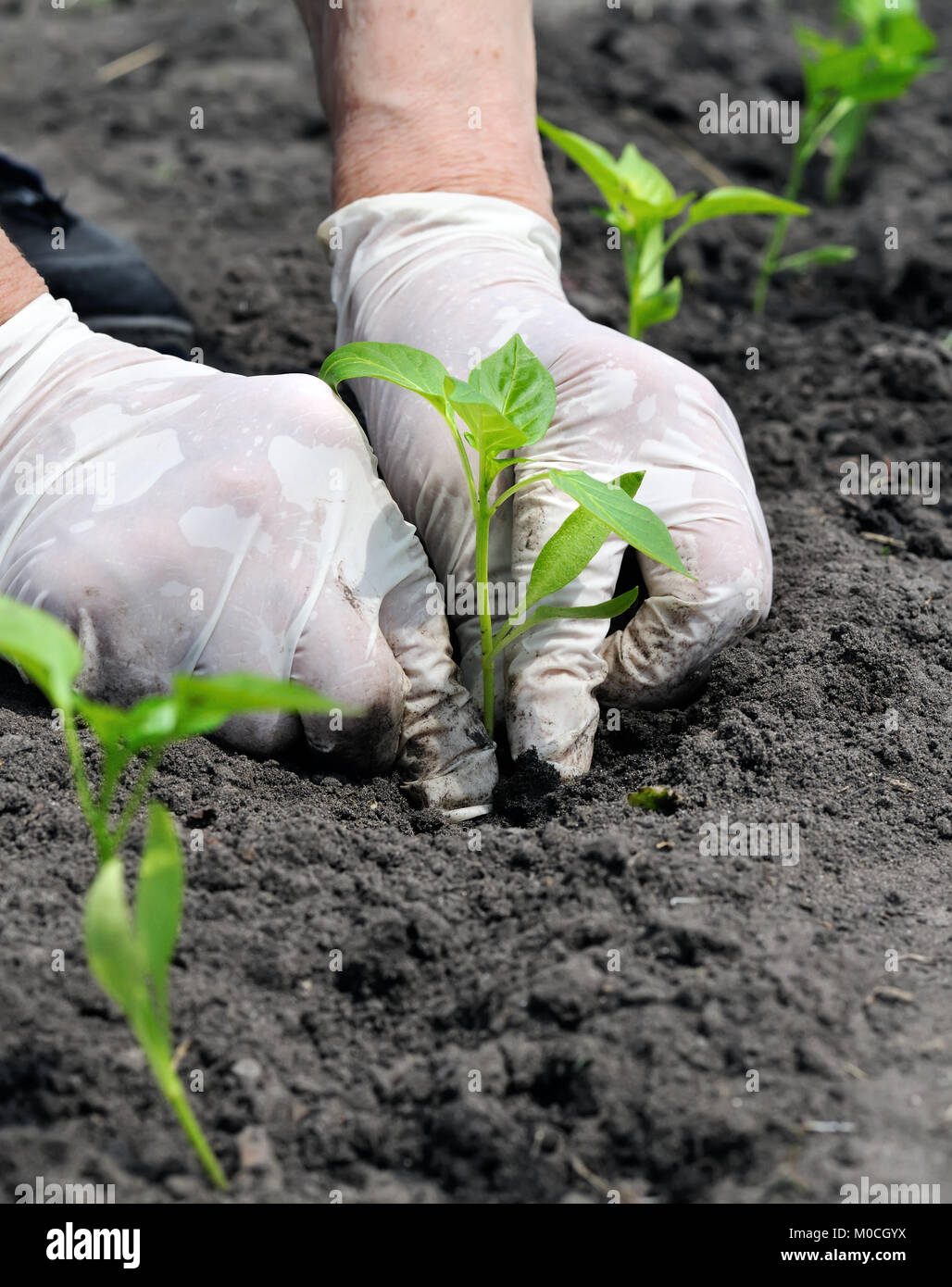 Il giardiniere le mani di piantare una piantina di pepe nel giardino vegetale,composizione verticale Foto Stock